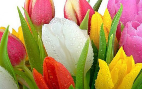 Сеть магазинов «Планета цветов»